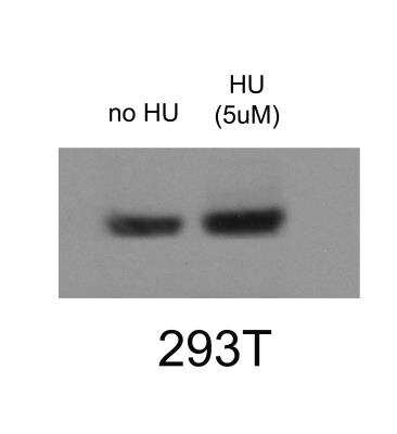 Western Blot: RNA Polymerase II/POLR2A [p Thr4] AntibodyBSA Free [NBP1-49546]